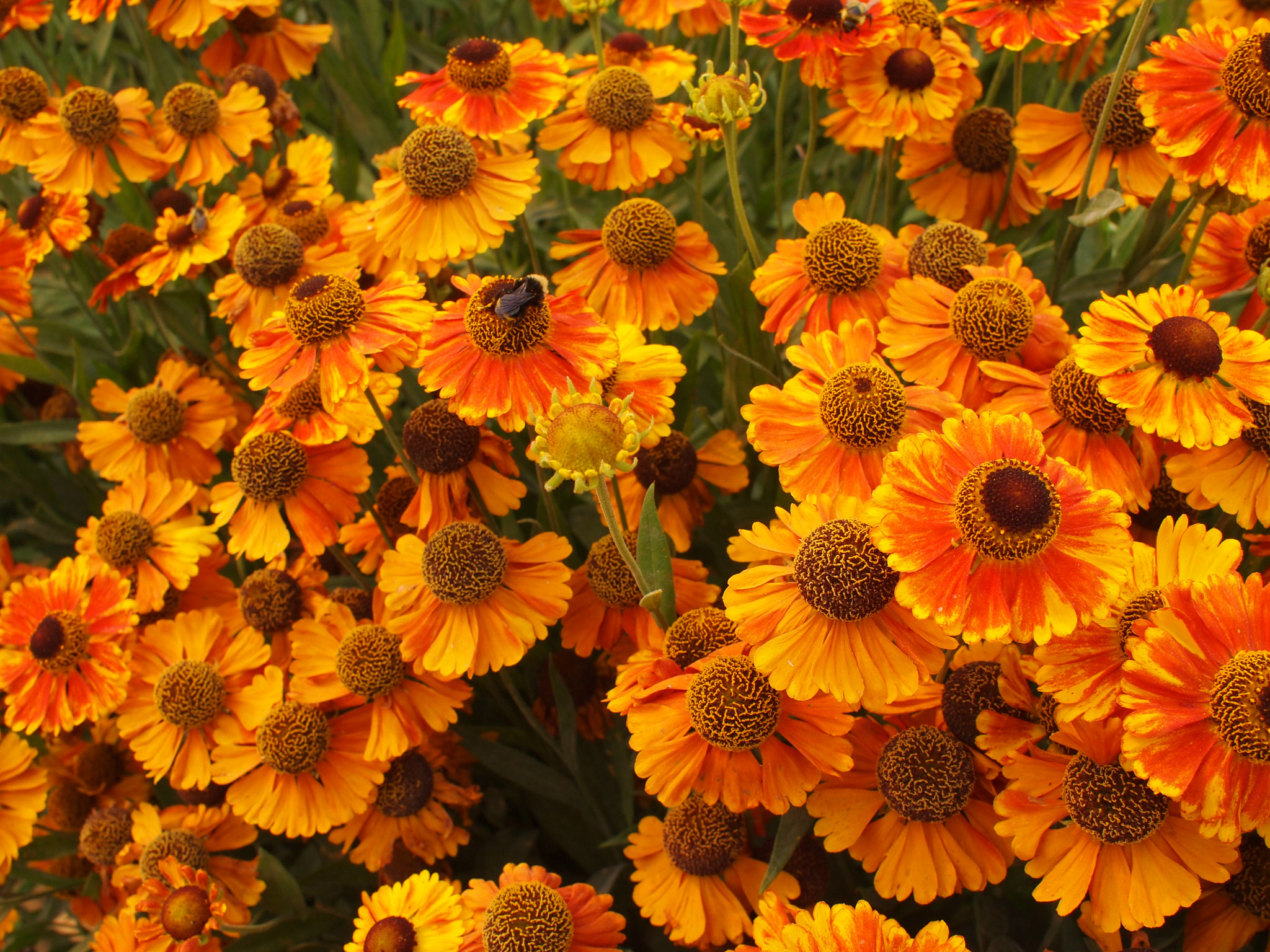 Bees and flowers outside Krause Berry Farm