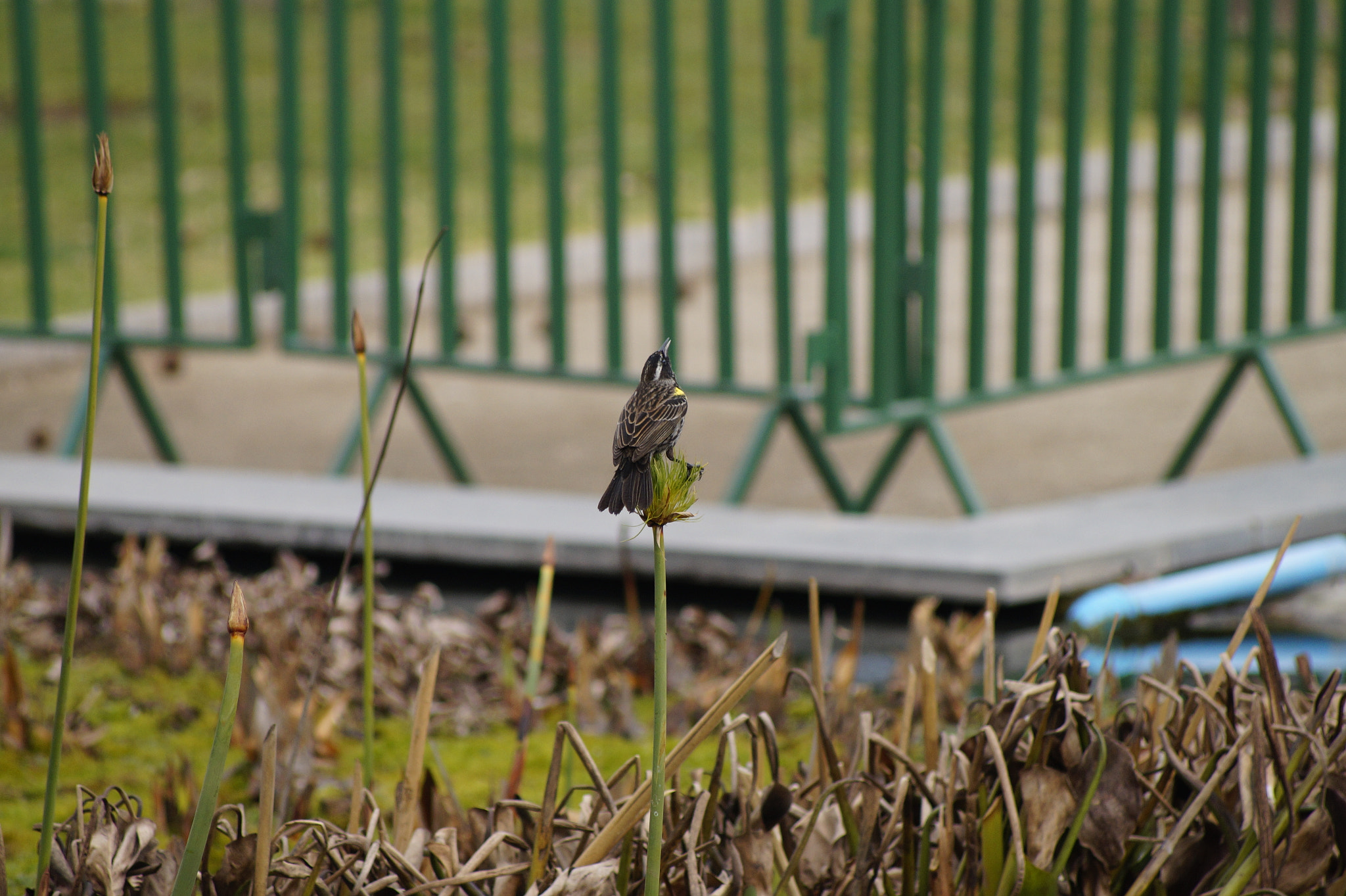 PAJARO*