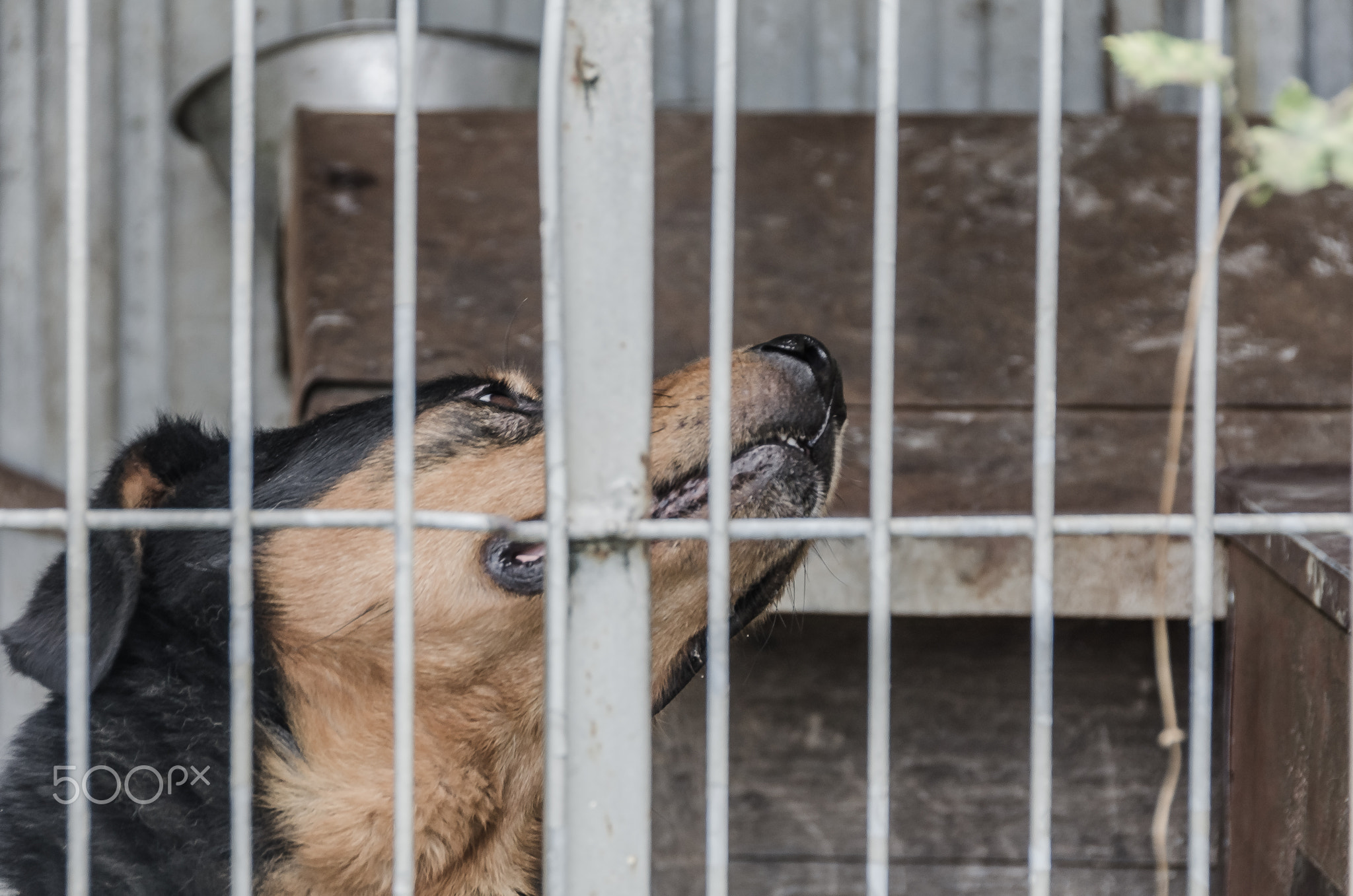 Shelter dogs