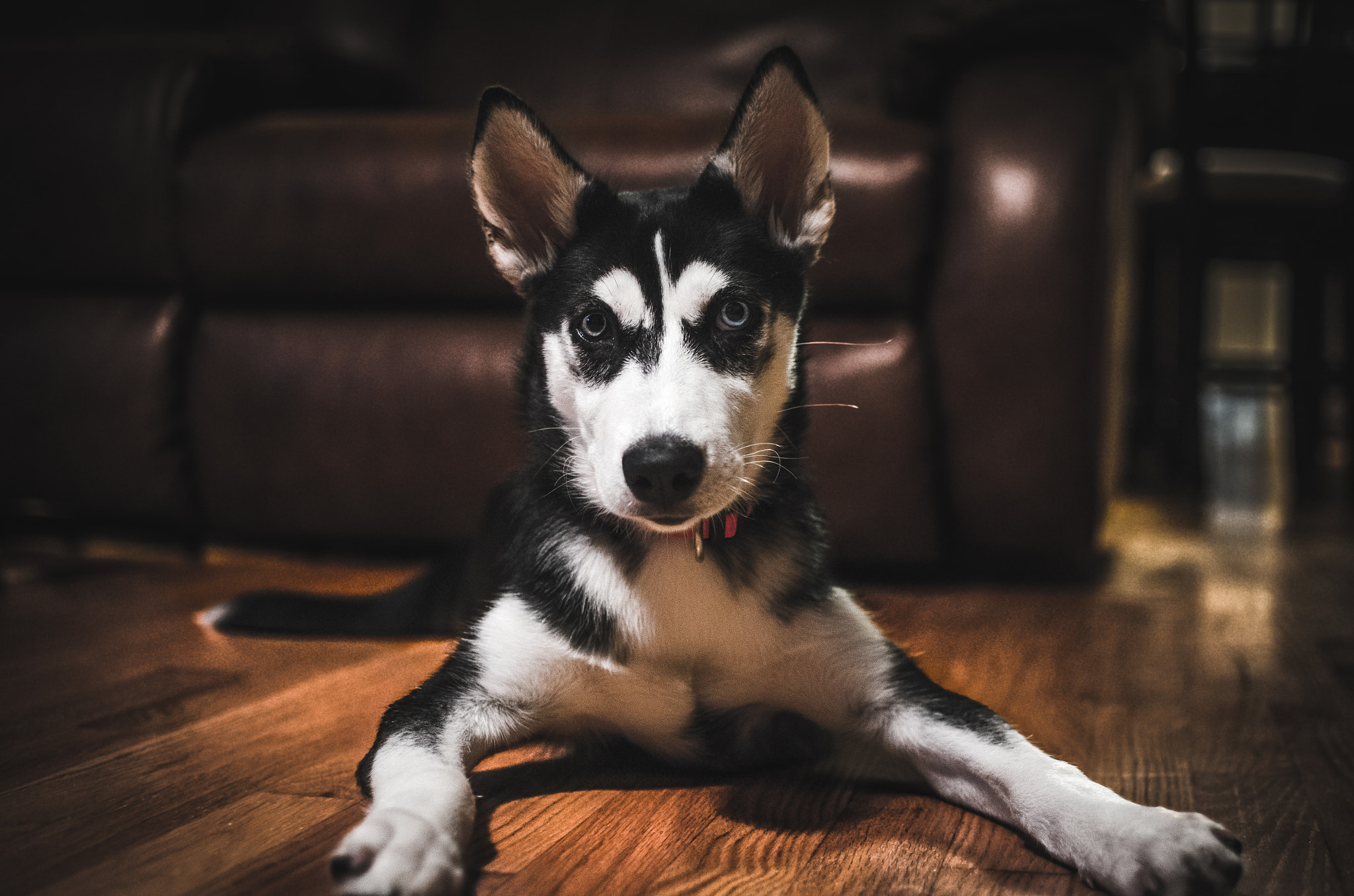 Husky Puppy