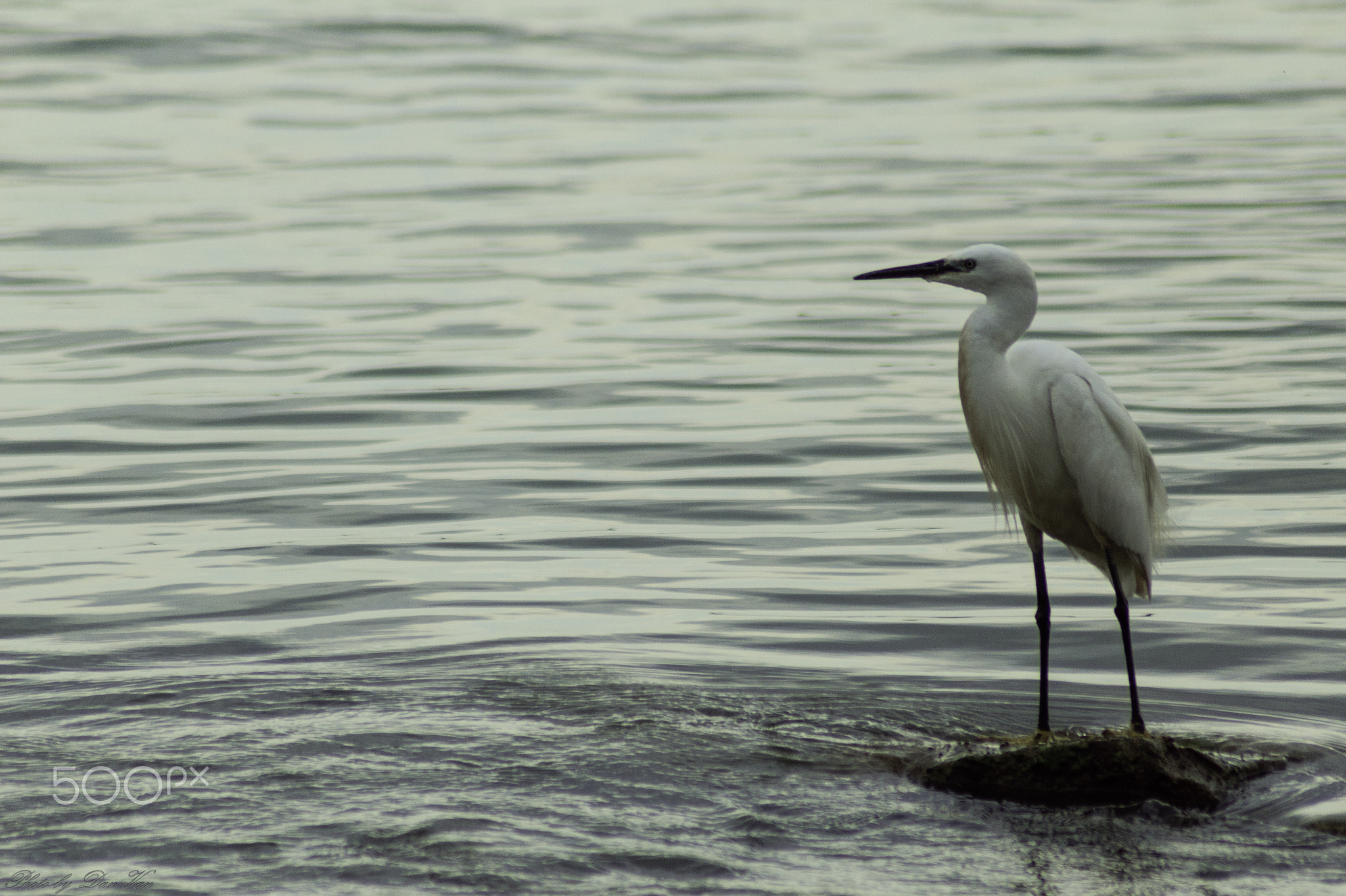 Egret on the Danube 01