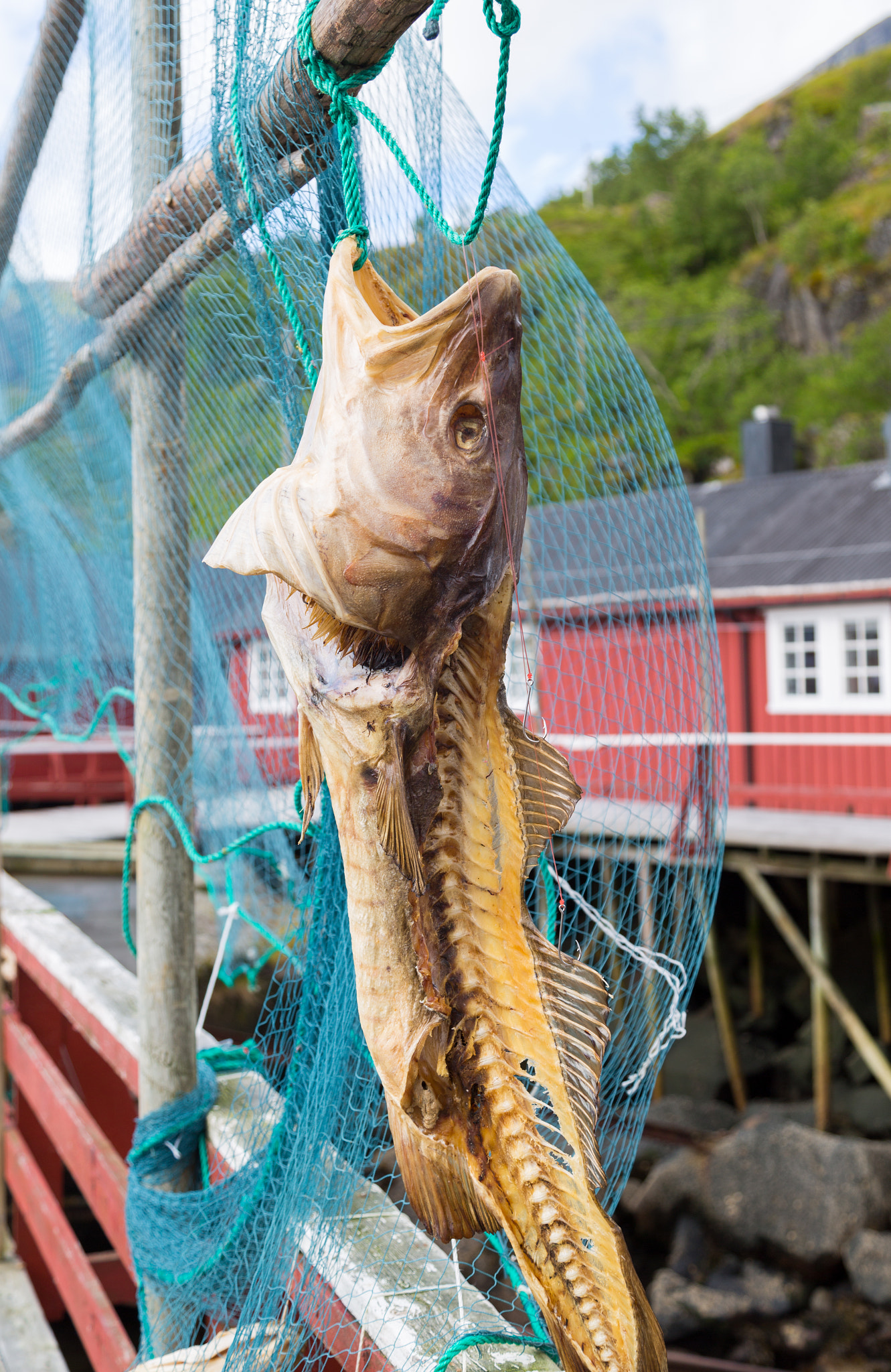 Cod drier in Norway
