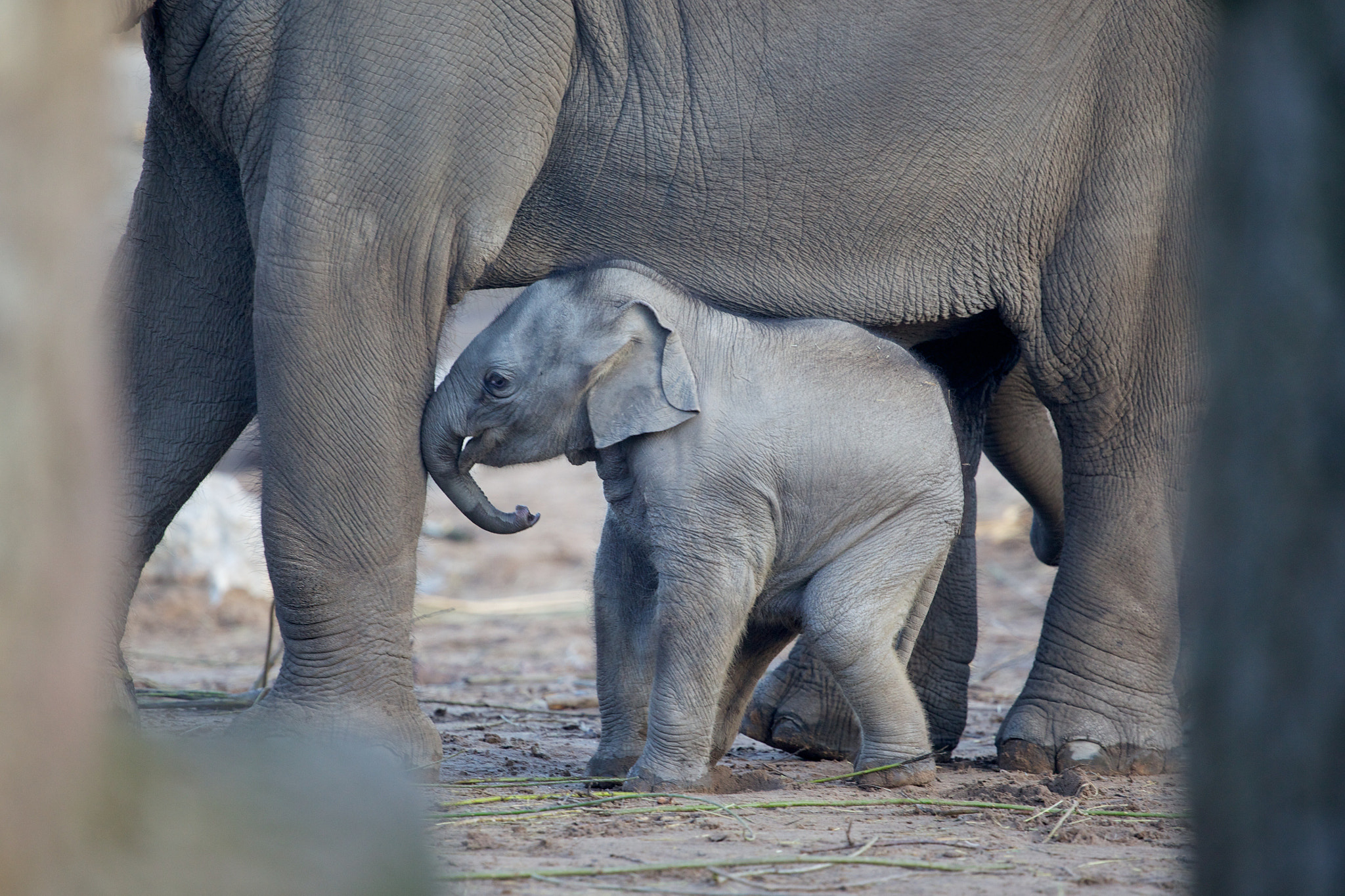 Baby Elephant