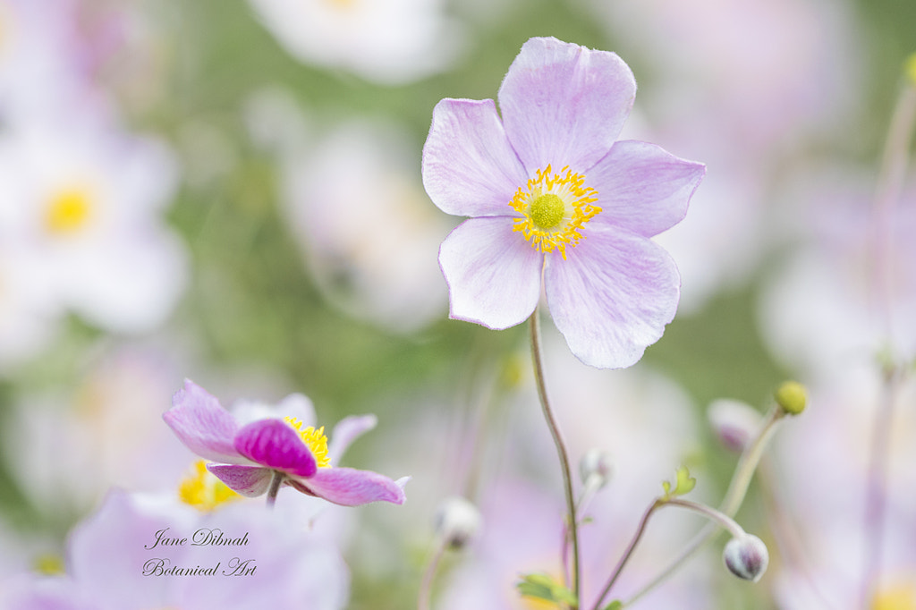 Japansese anemone by Jane Dibnah on 500px.com