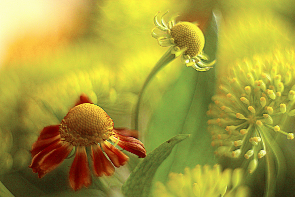 Yellow painting ! by willie smink on 500px.com