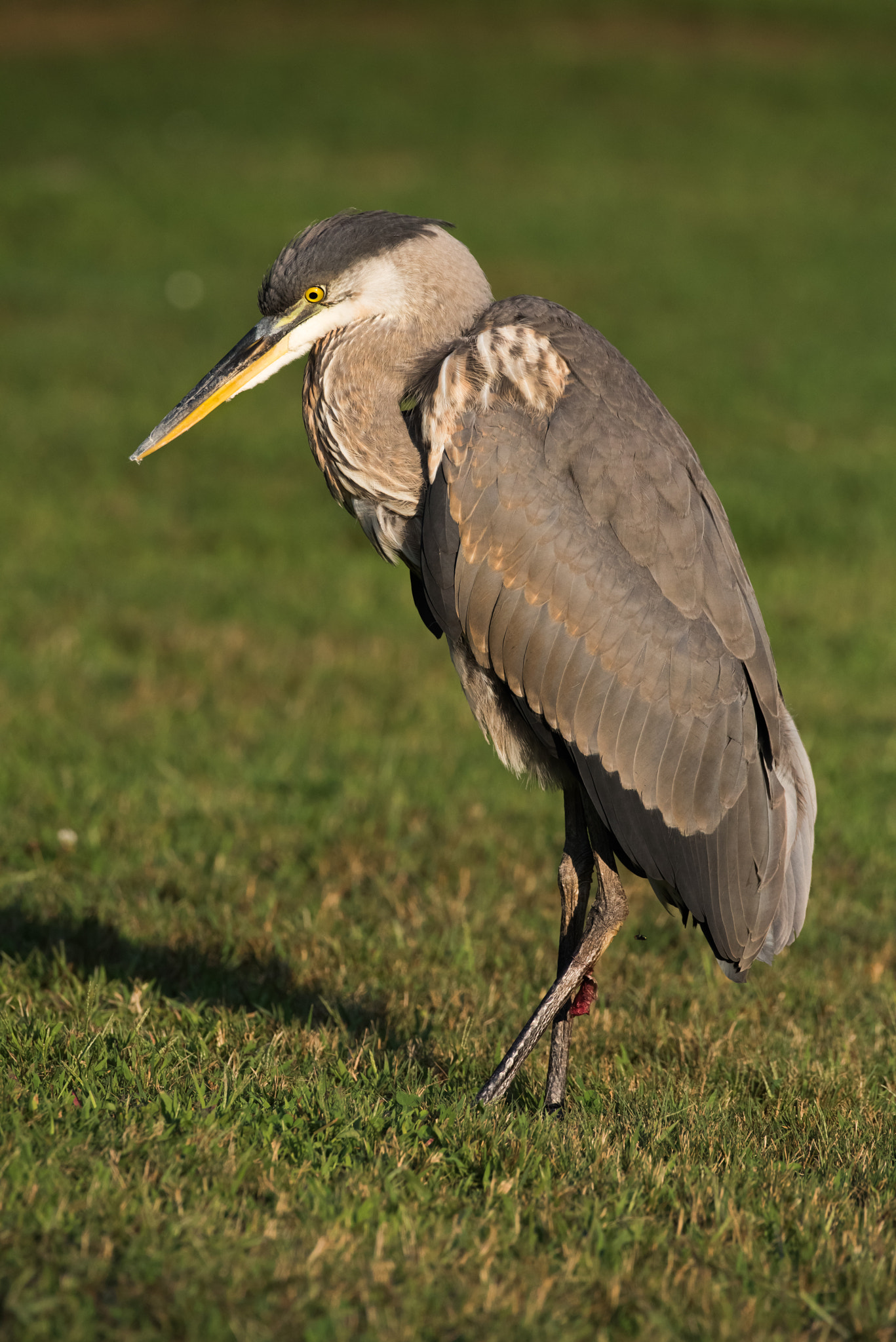 Great Blue Heron