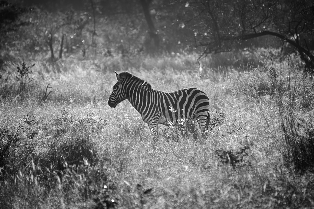 Kruger Zebra standing in High Grass by René Noort / 500px