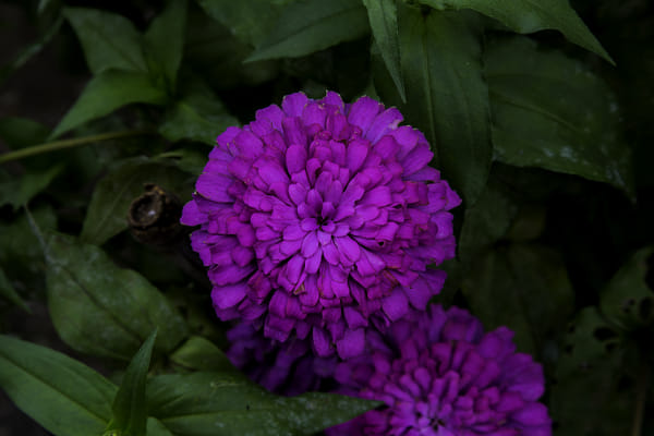 Close-up Flower