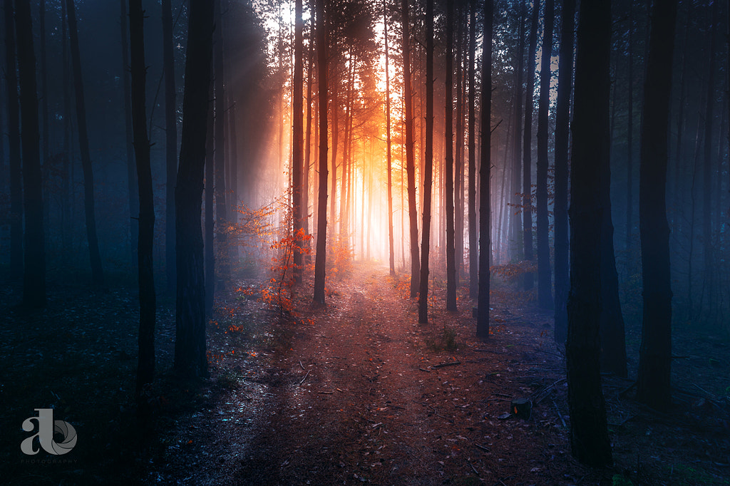 Magic Forest by Adnan Bubalo on 500px.com