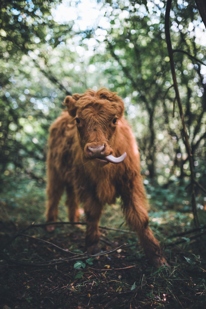 Smile! by Johannes Hulsch on 500px.com