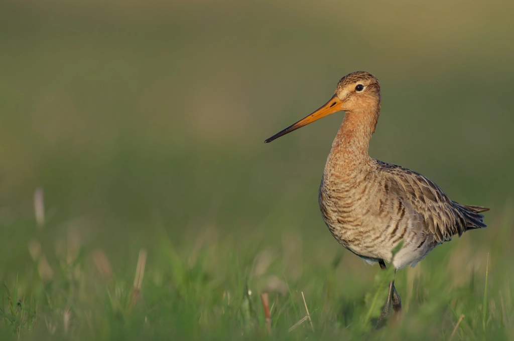 Limosa limosa… by Ogun Caglayan Turkay on 500px.com