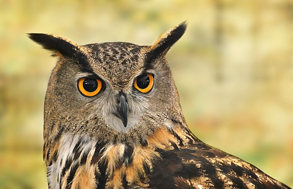 The king of the night by Jose Luis Perez on 500px.com