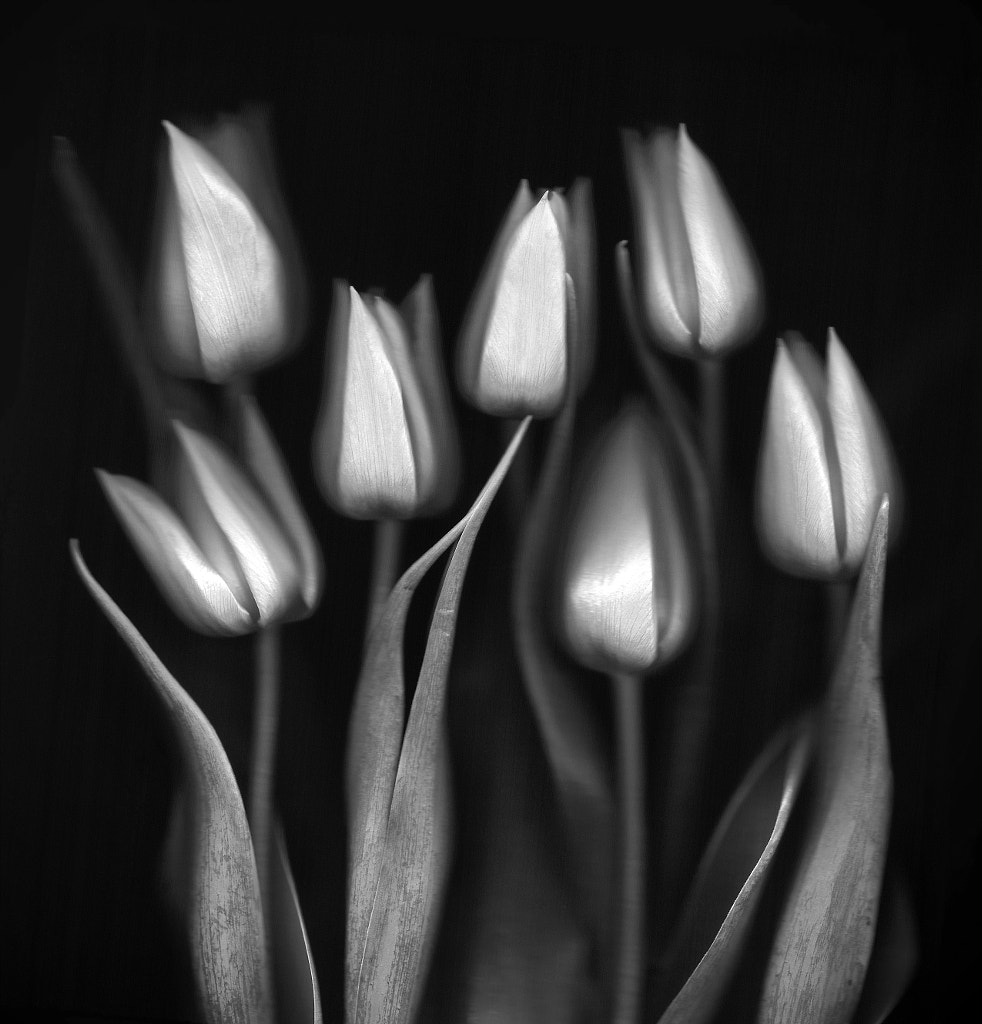 Tulips by Brian Haslam on 500px.com