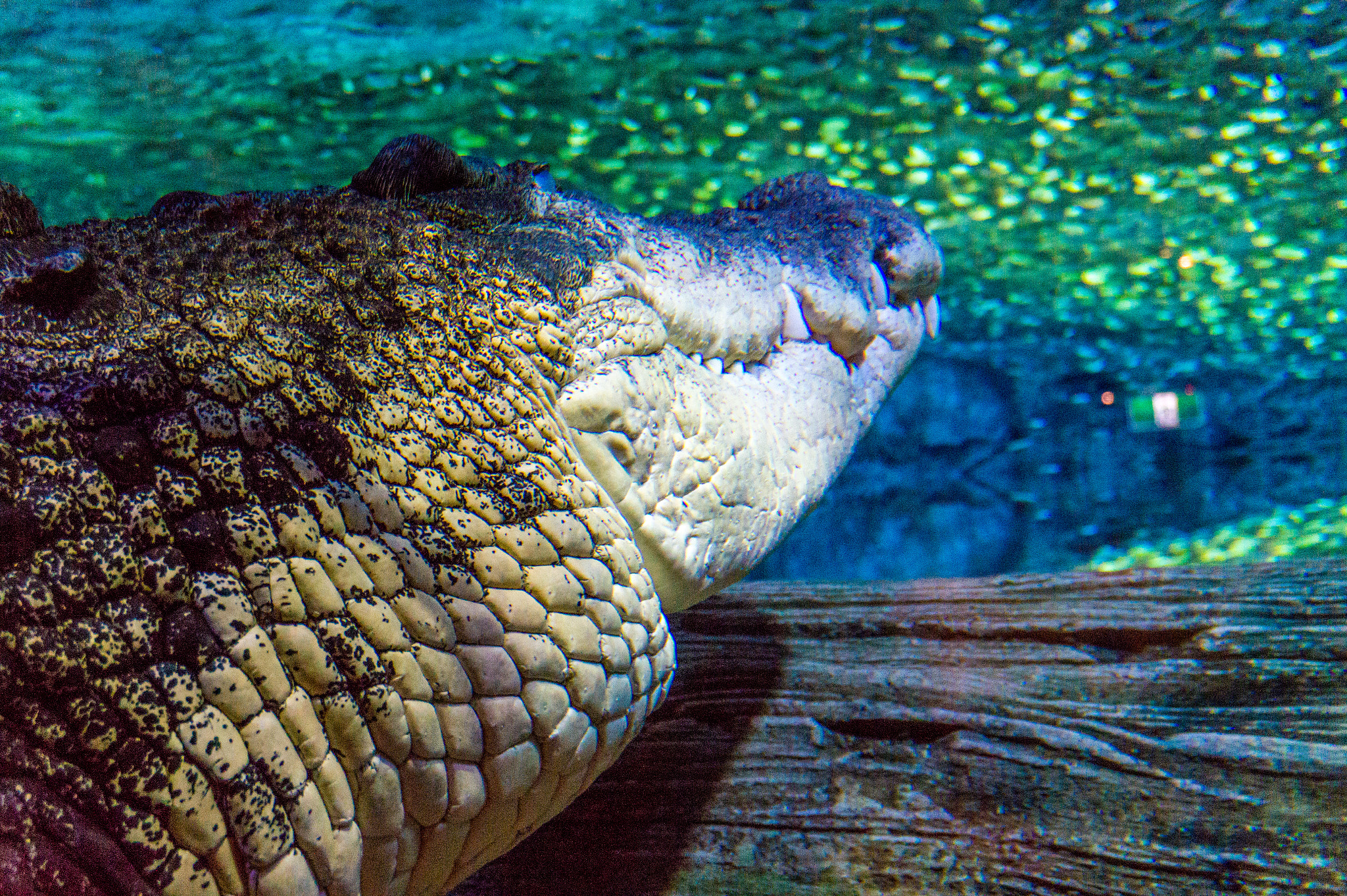 SEA LIFE Melbourne Aquarium in Melbourne, Australia