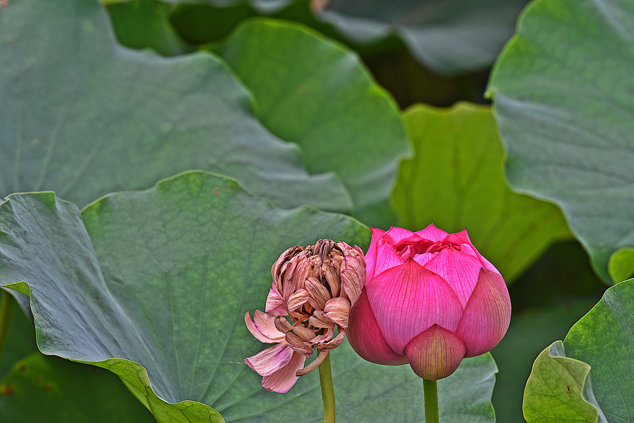 v2?sig=a31eb7804ff123e554bdea71516349d25c166ab2c04de759b8fc41d4439771c7