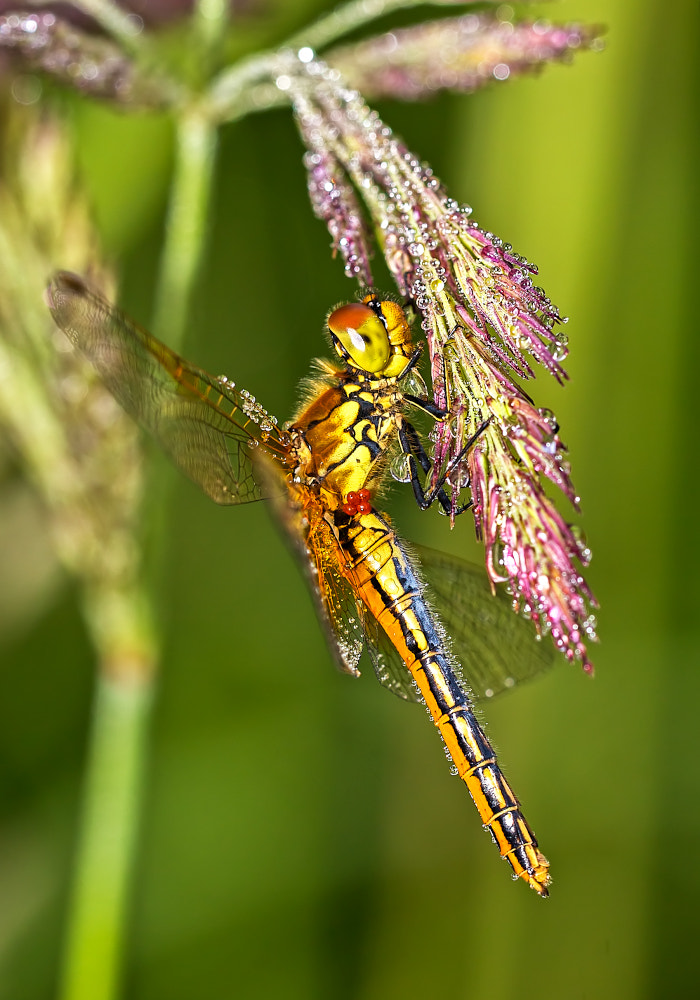 v2?sig=fe5c091474281ffb1a0410f0bf81d0d6f98a1b563400402c5719725b7a9b163f