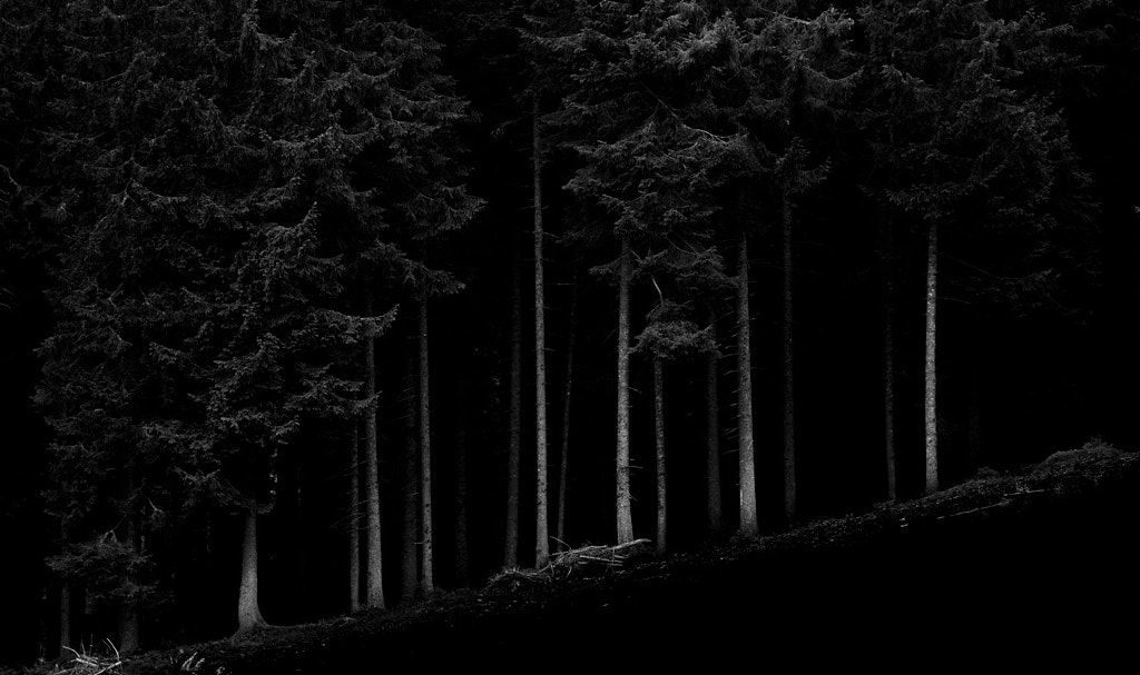 black forest by Gabriel P?curariu on 500px.com