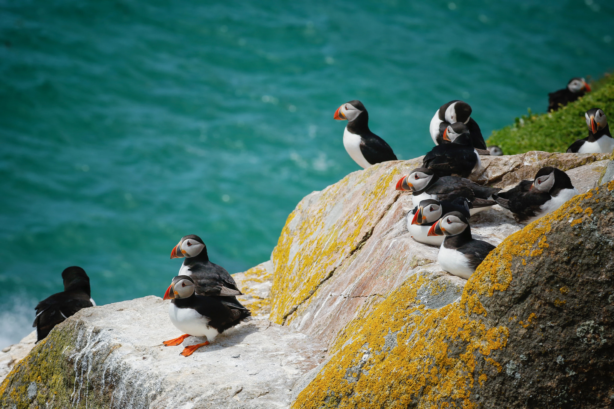 Puffin Family