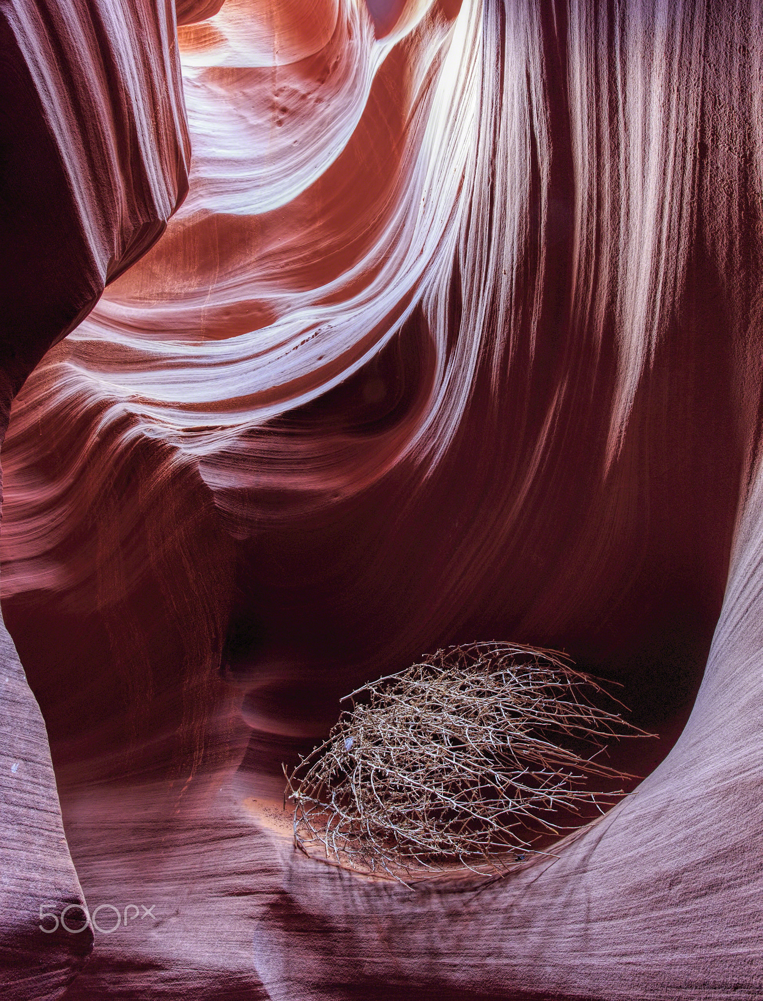 Secret Canyon Tumbleweed