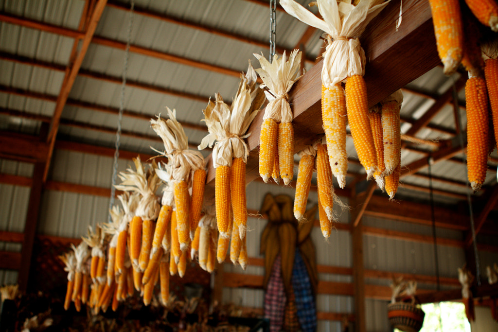 Corn by Brad Folkens on 500px.com