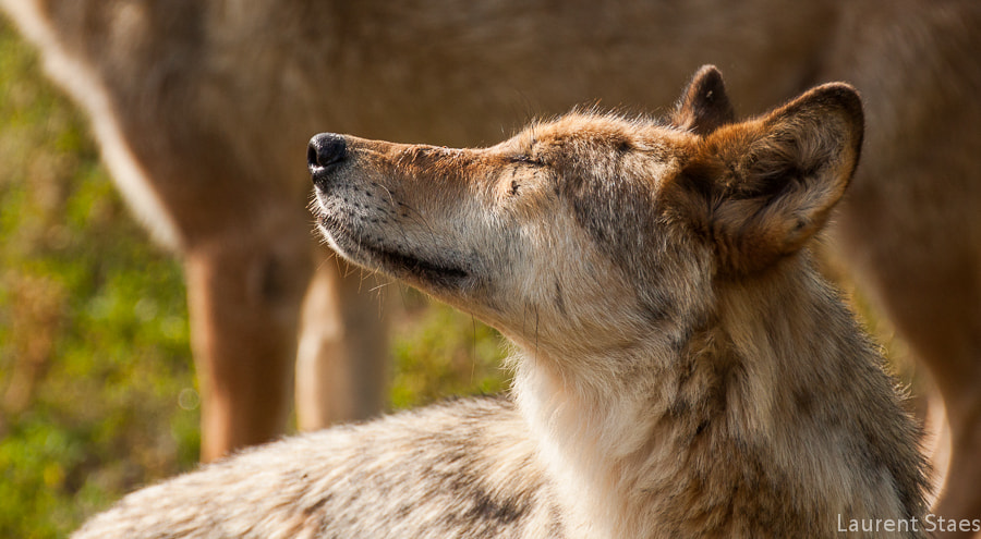 Wolf enjoying the sun