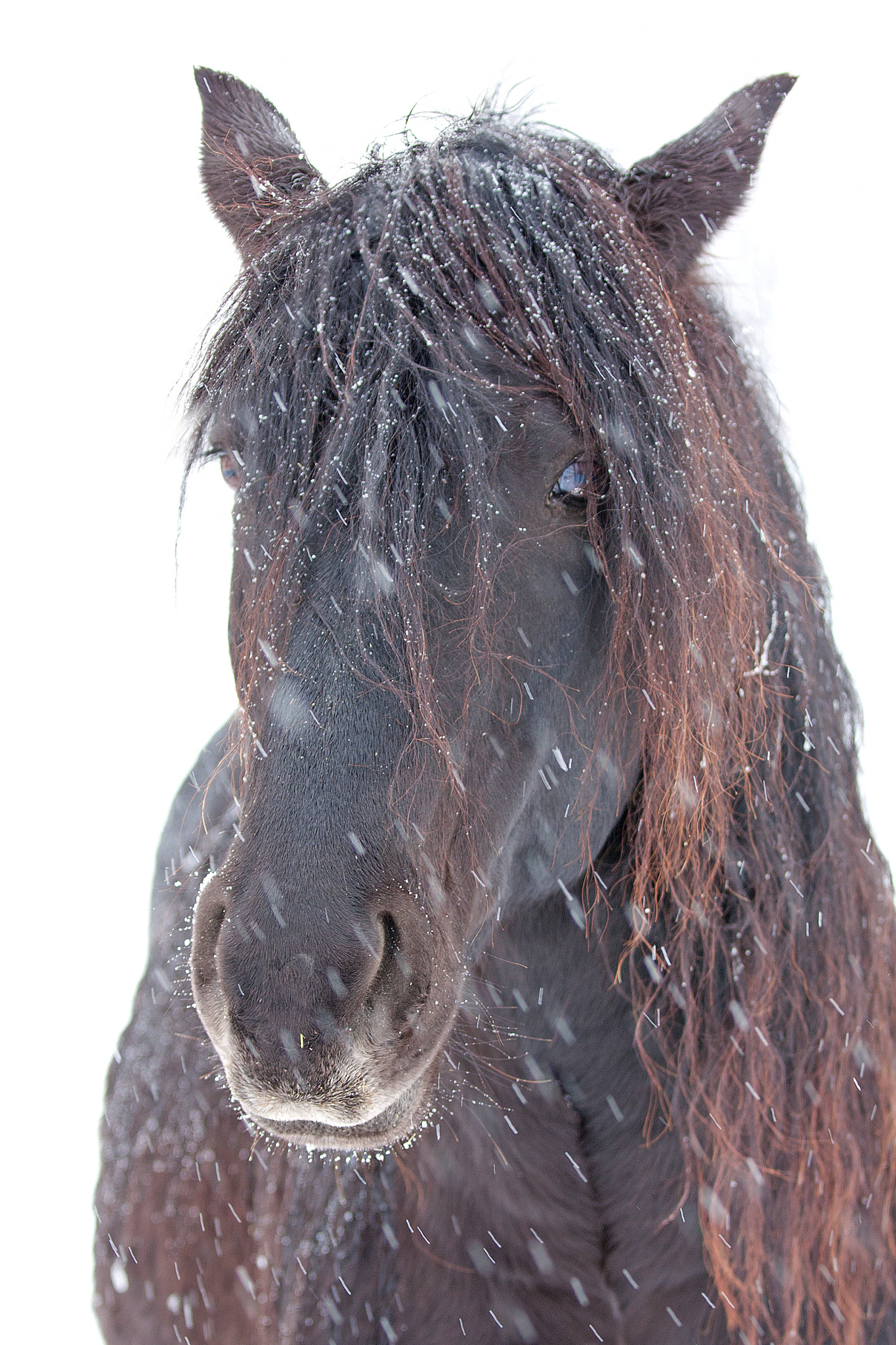 Horse in snow - Canadian Horse