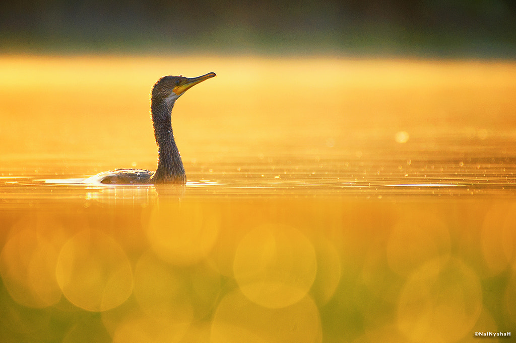 Golden Carmorent by Syed Hussnain Raza on 500px.com