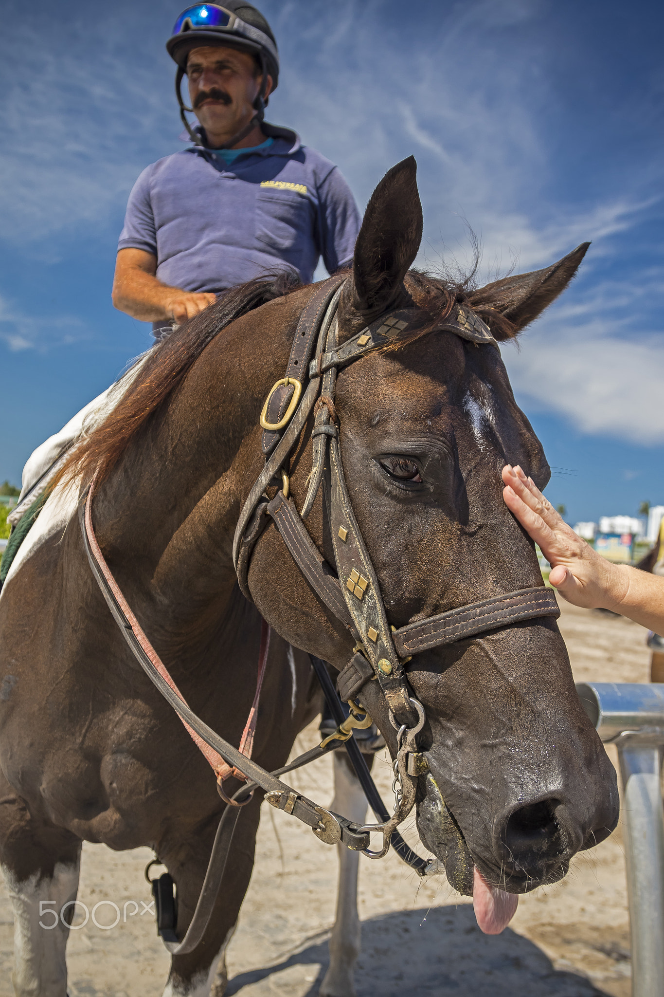A Day At The Horse Track