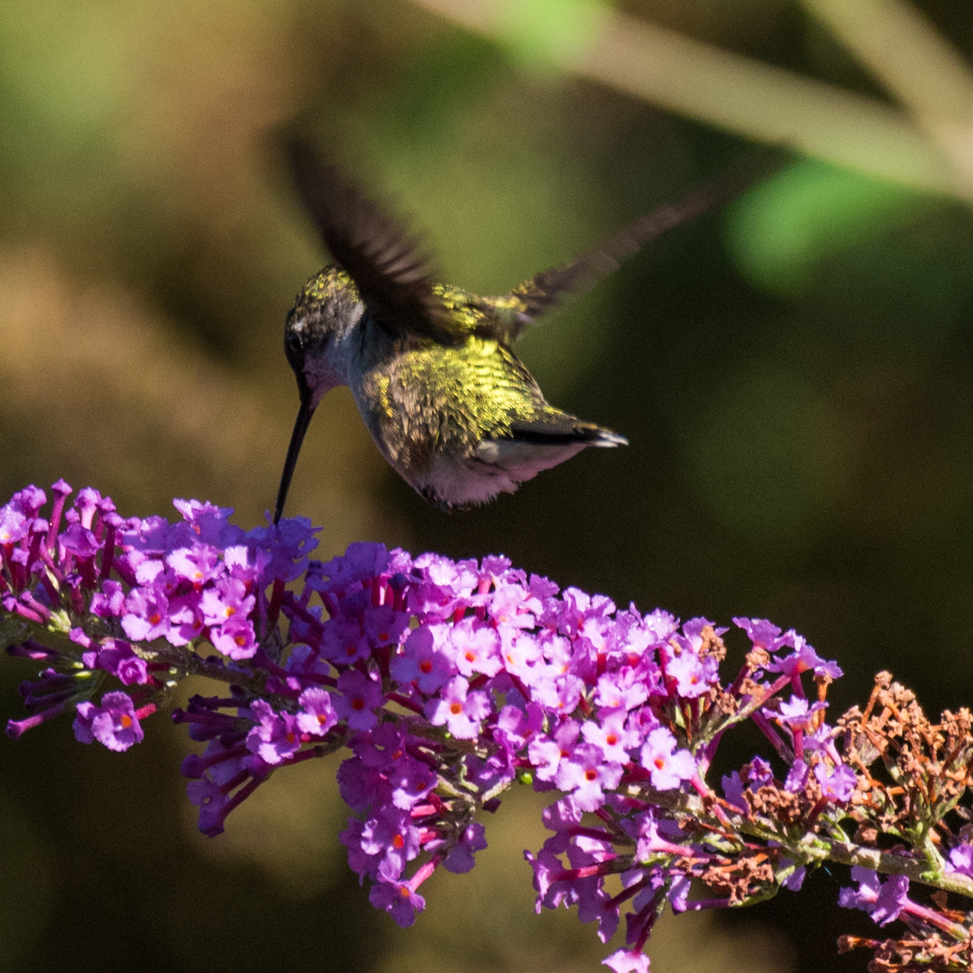 安氏蜂鸟 学名 Calypte Anna 英文名 Anna S Hummingbird By 学军谢 500px