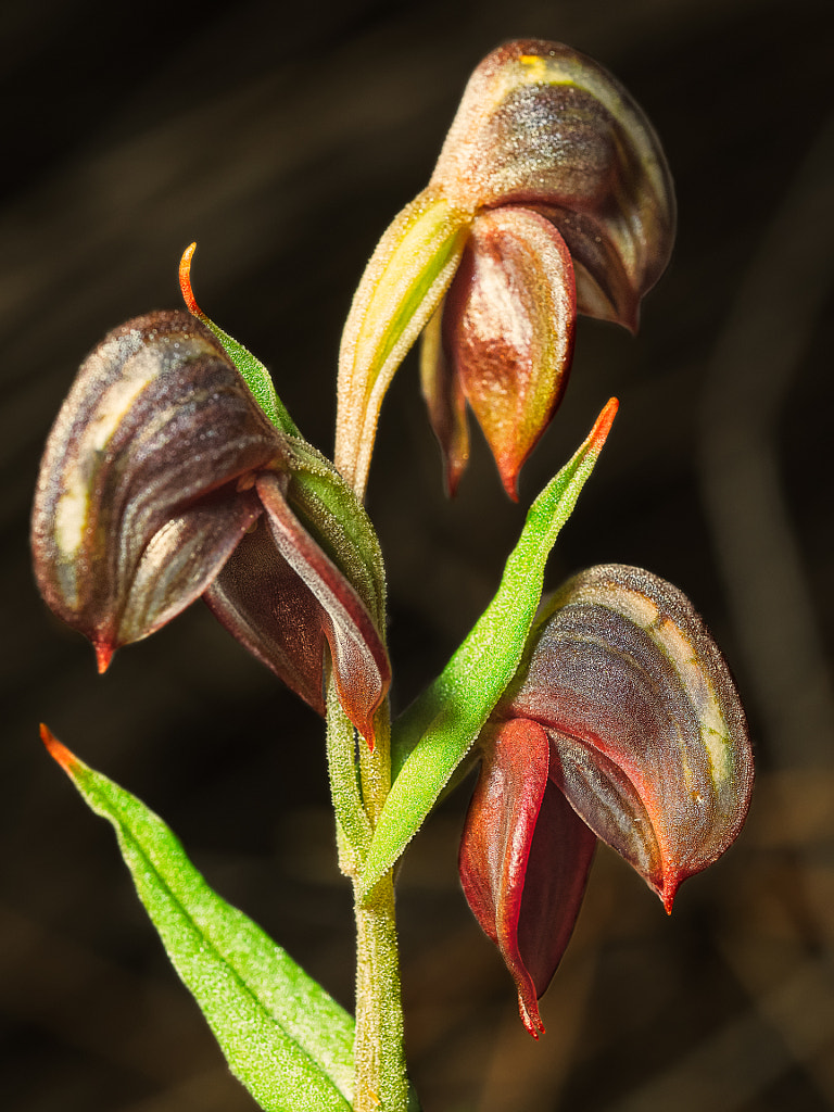 Dark Banded Greenhood by Paul Amyes on 500px.com