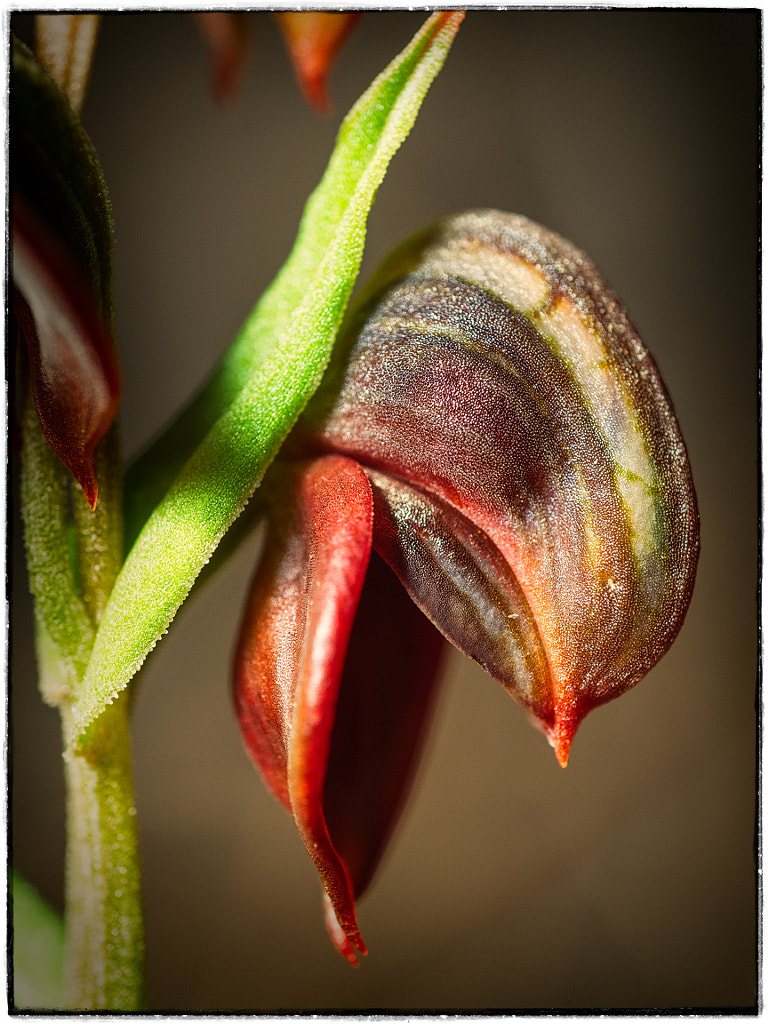 Dark Banded Greenhood by Paul Amyes on 500px.com