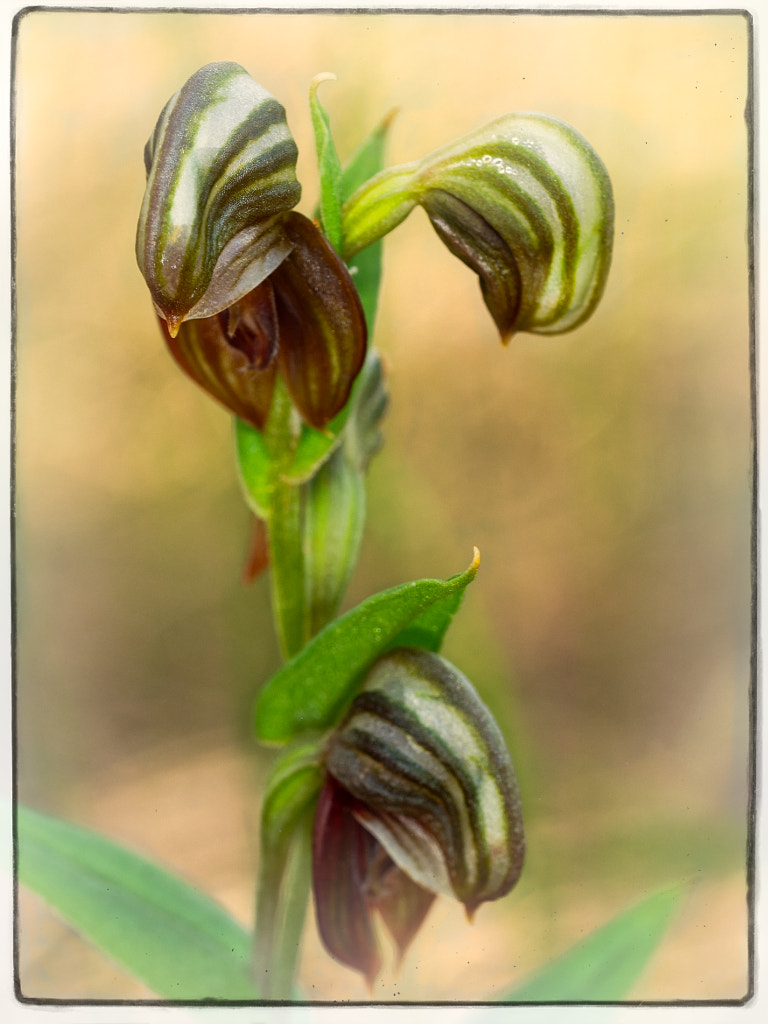 Pterostylis sanguinea by Paul Amyes on 500px.com
