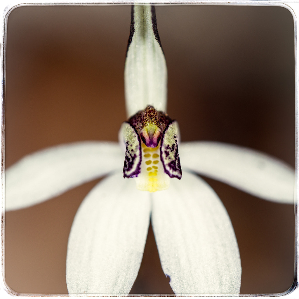 Sugar Orchid by Paul Amyes on 500px.com