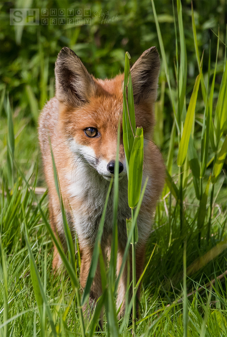 Auge in Auge mit dem Fuchs by Silvia H. (canSHoot) - Photo 225680817 ...