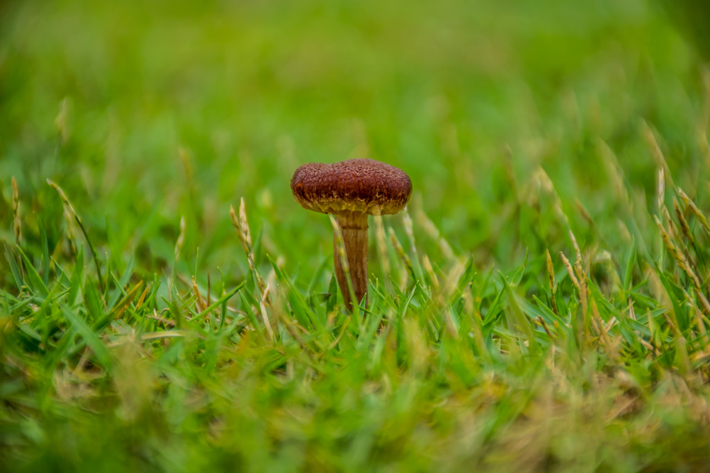 The Fungi by L's on 500px.com