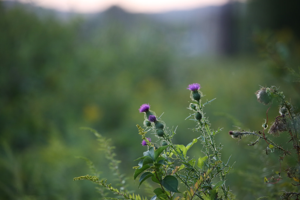 Thistle by Mark Becwar on 500px.com