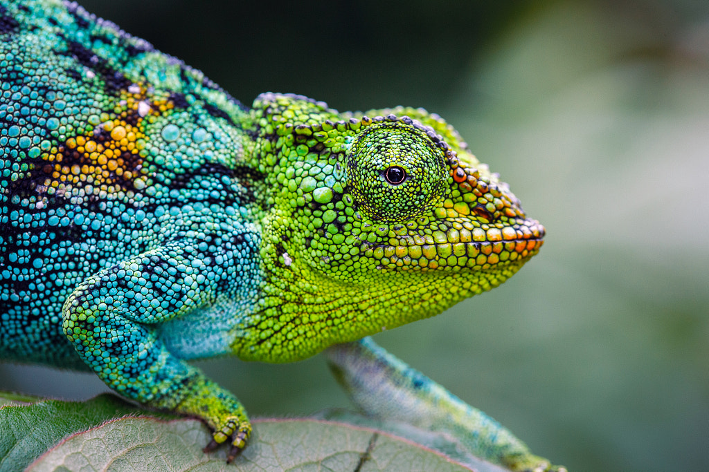 Rwenzori three-horned chameleon by Jonne Seijdel on 500px.com