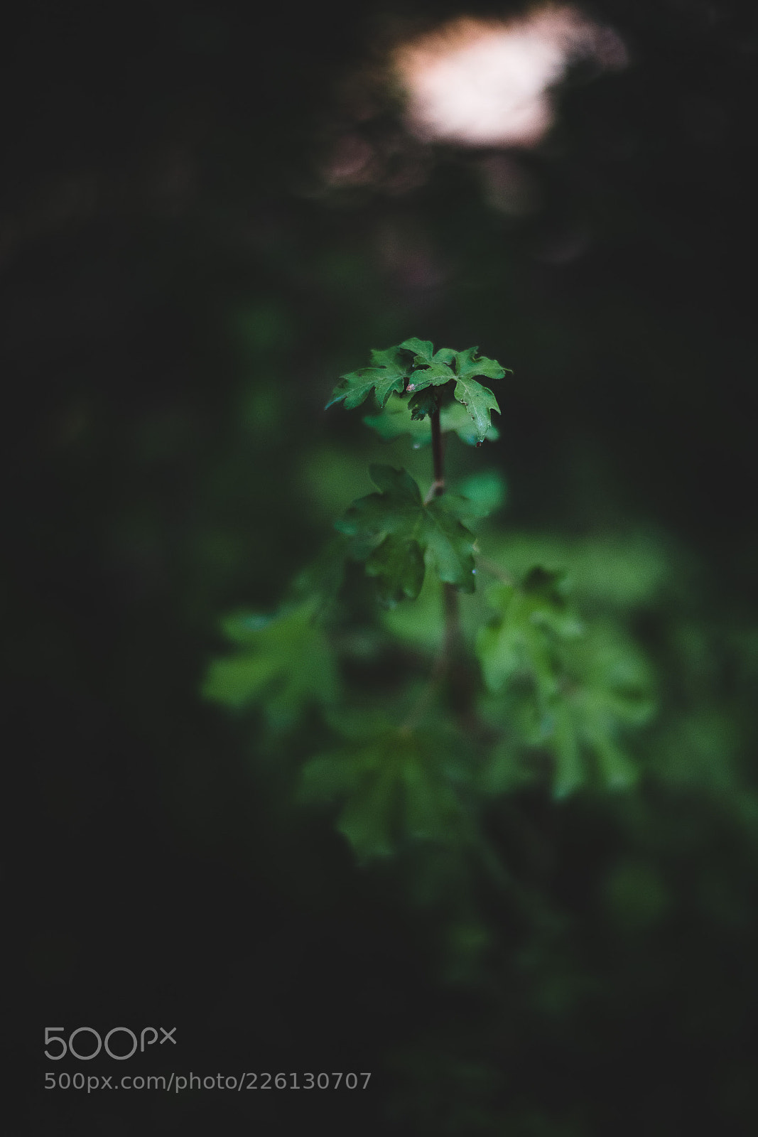 Nikon D810 sample photo. Little green tree photography