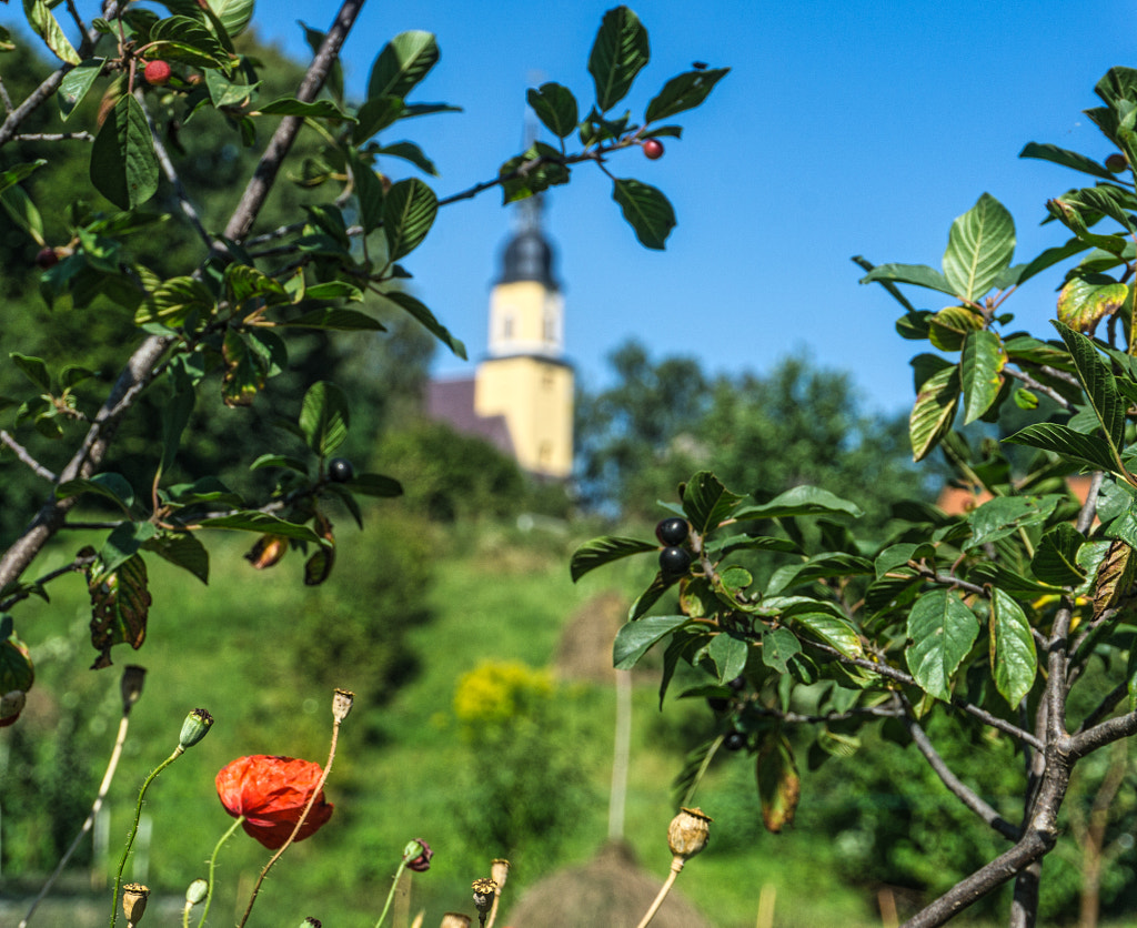 poppy von dirk derbaum auf 500px.com