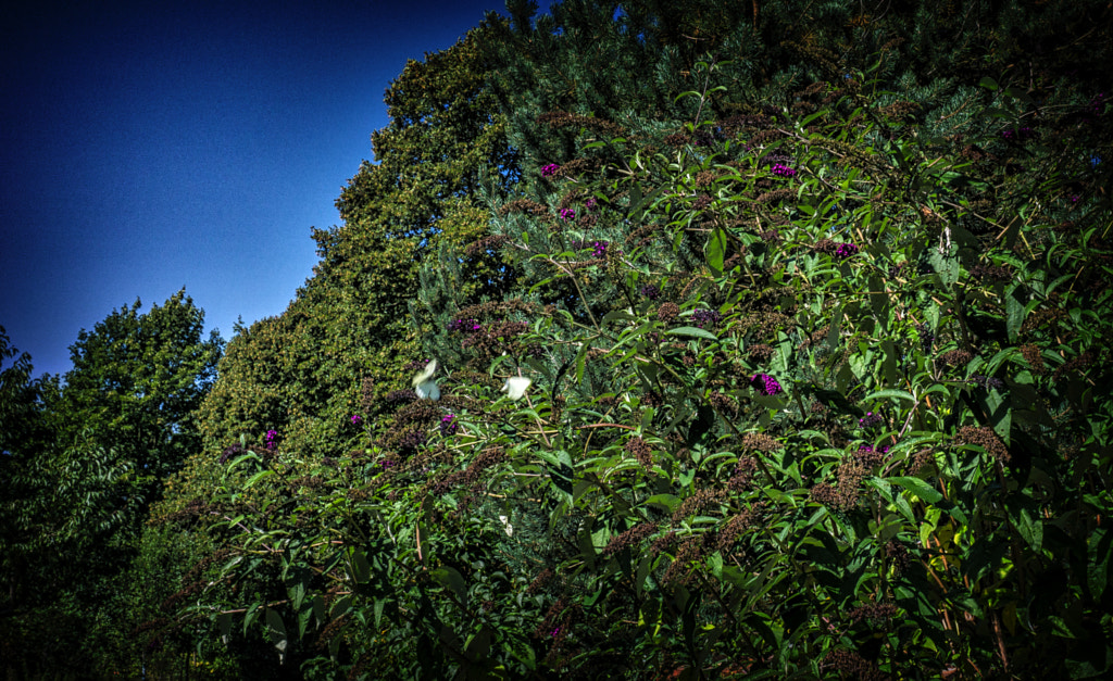 butterfly von dirk derbaum auf 500px.com