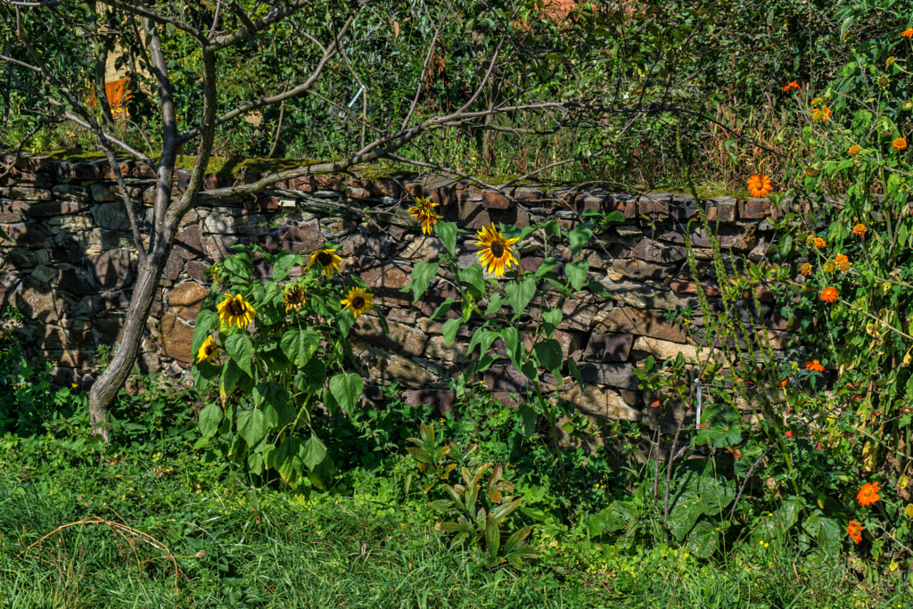sunflowers von dirk derbaum auf 500px.com