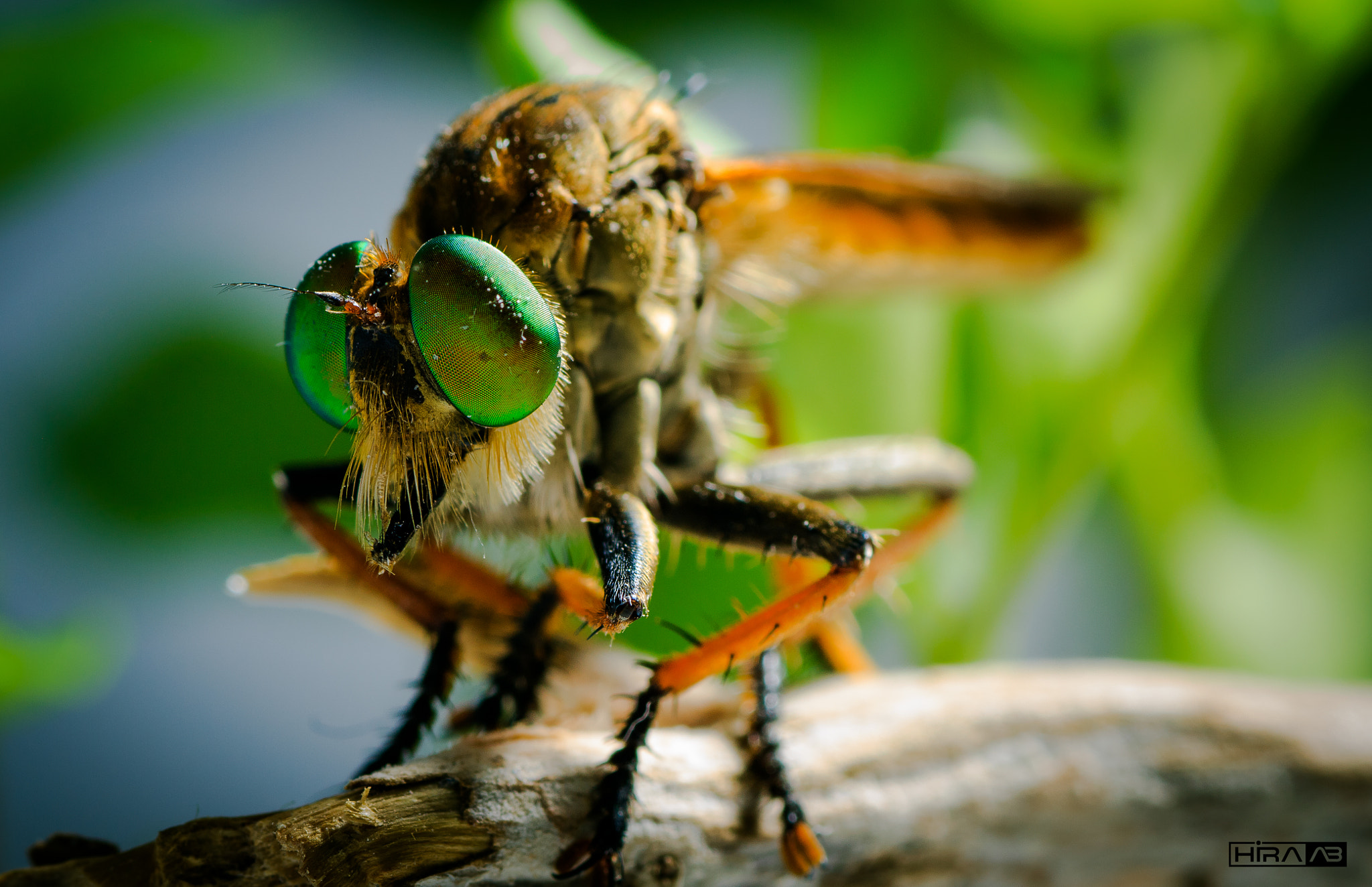 Robber Fly