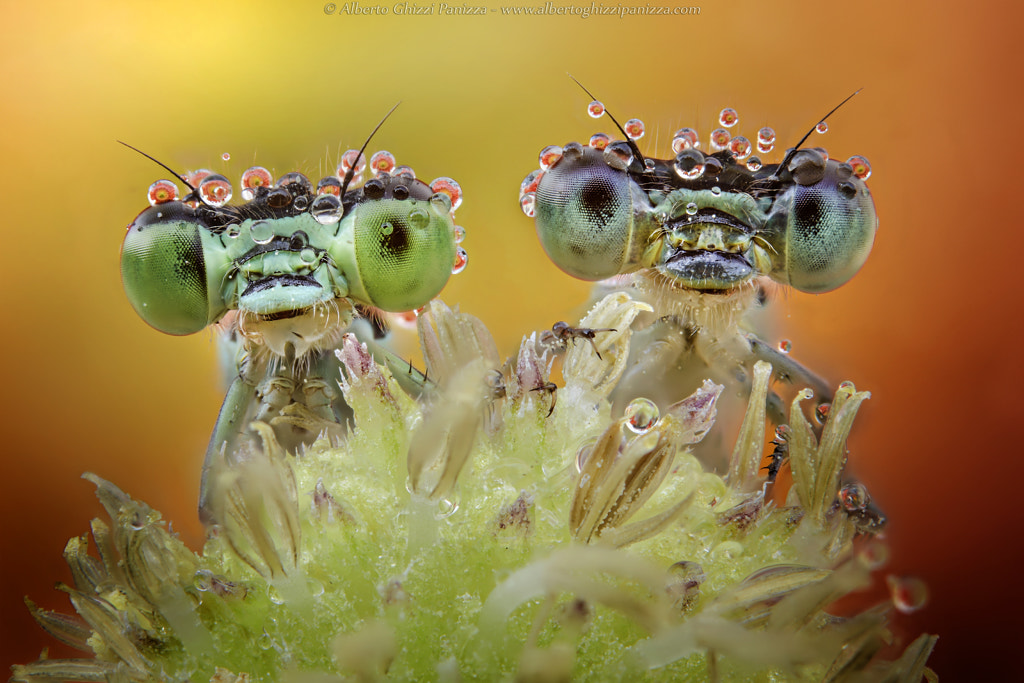 Two nice faces! by Alberto Ghizzi Panizza on 500px.com