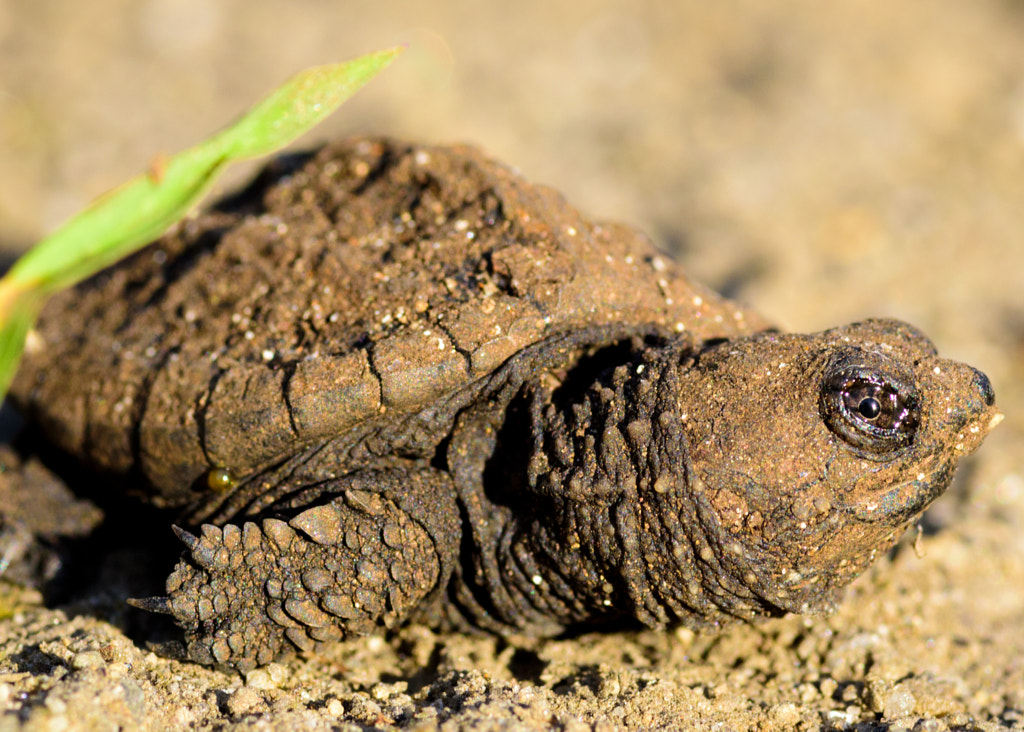 Baby Snapping Turtle by Mark Holdefehr on 500px.com