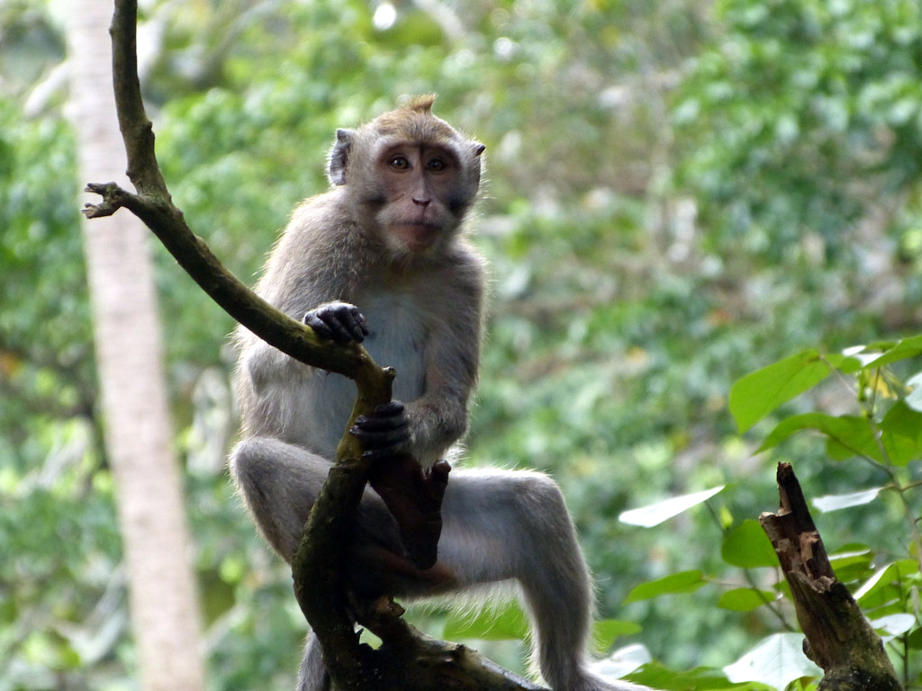 Monkey at Ubud, Bali de Yves LE LAYO sur 500px.com