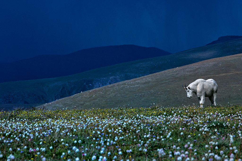 Goat of the Mountains by Hisham Atallah on 500px.com