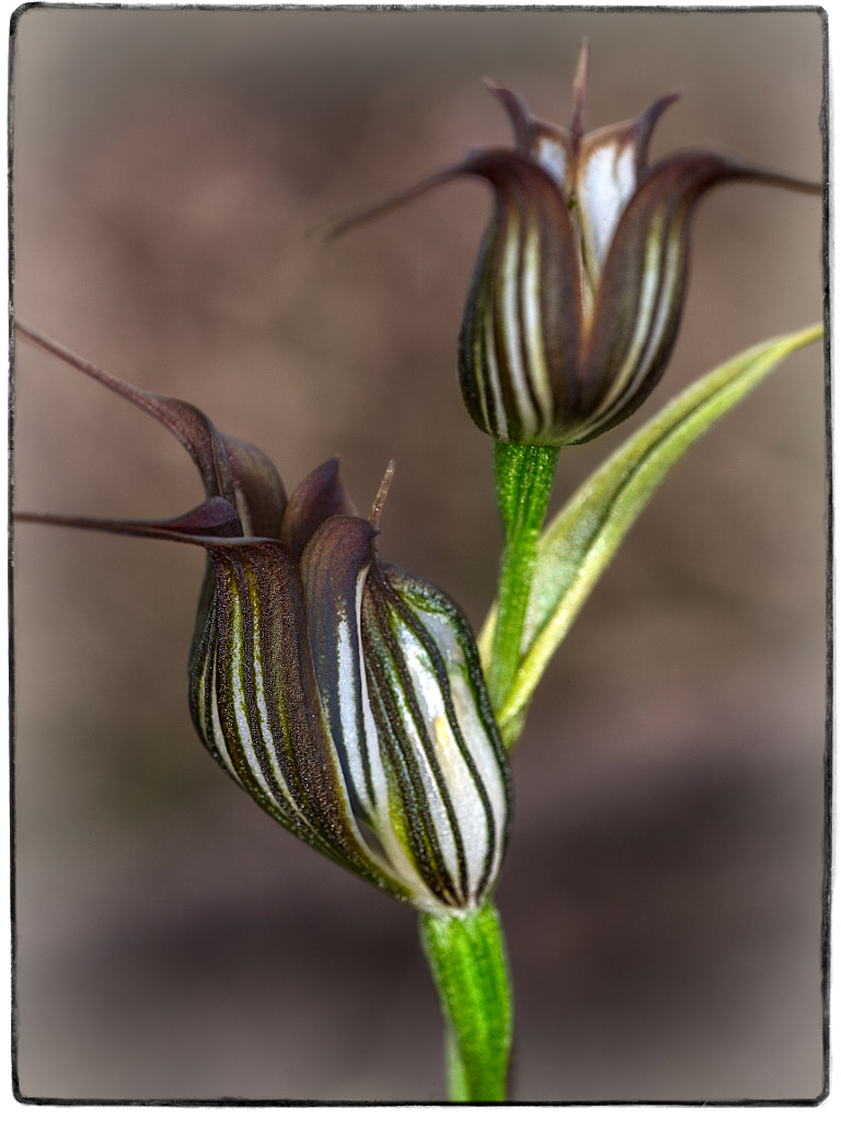 Jug Orchid by Paul Amyes on 500px.com
