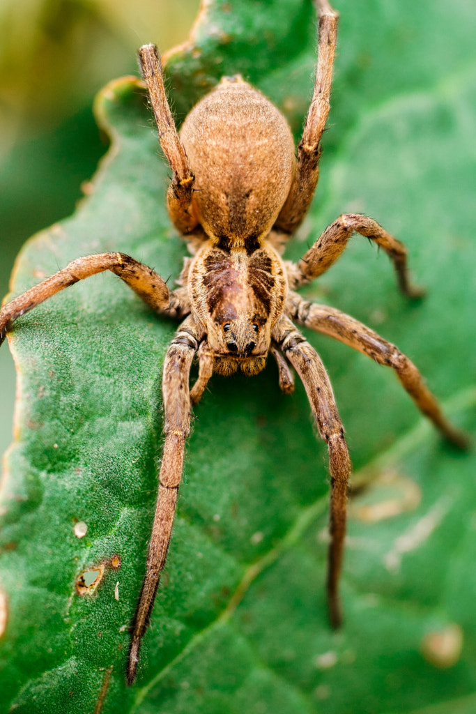 Spider by Xavier Muniente on 500px.com