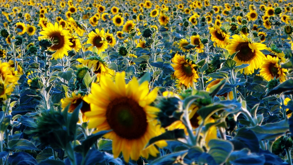 Sunflower de Onder SAHAN sur 500px.com