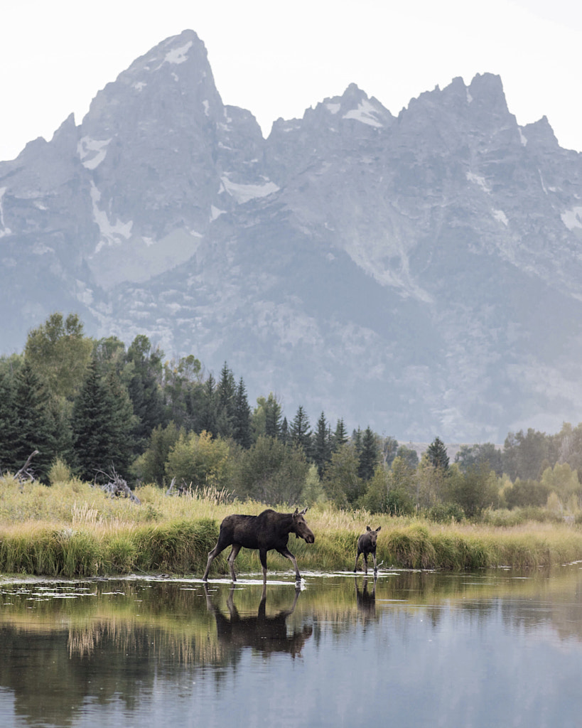 moose crossing. schwabacher's landing. grand tetons. wyoming. by Tanner Wendell Stewart on 500px.com